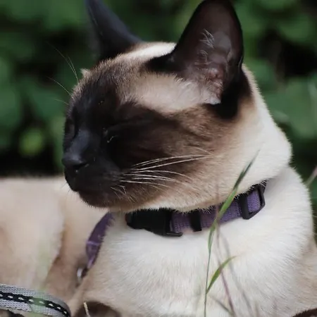 Bakkehuset ゲストハウス Skovby (Aeroe)