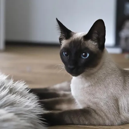 ゲストハウス Bakkehuset 3*