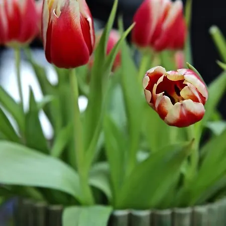 ゲストハウス Bakkehuset 3*