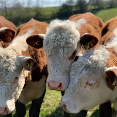 Bakkehuset ゲストハウス